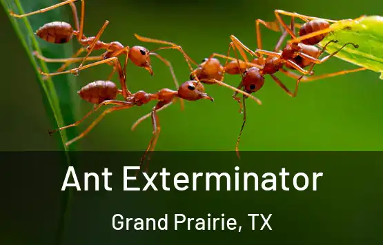  Ant Exterminator Grand Prairie, TX