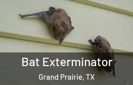  Bat Exterminator Grand Prairie, TX