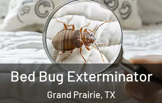  Bed Bug Exterminator Grand Prairie, TX