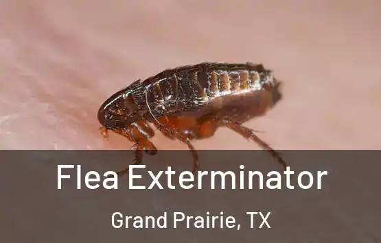  Flea Exterminator Grand Prairie, TX