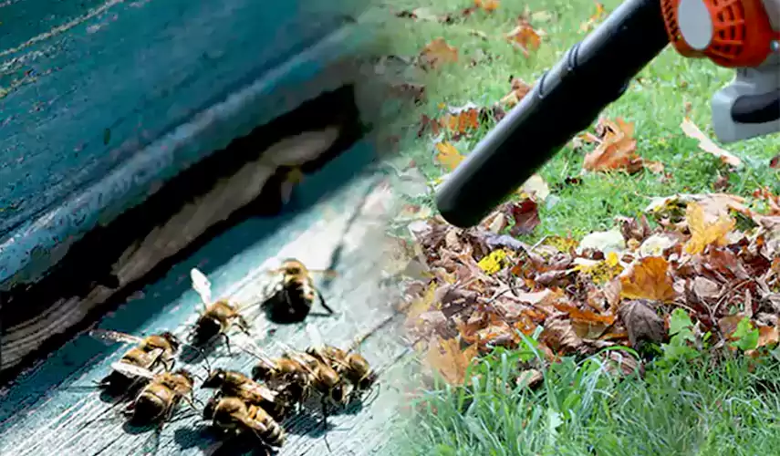 Wasps Pest Control Grand Prairie, TX