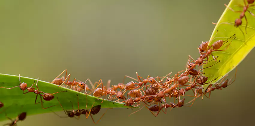 ant-control in Grand Prairie, TX