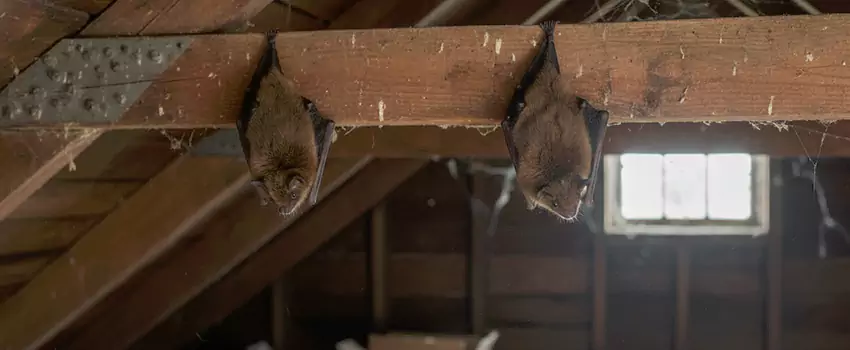 bat-exterminator in Grand Prairie, TX