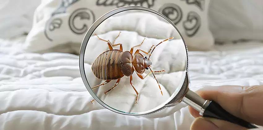 bed-bug-pest-control in Grand Prairie, TX