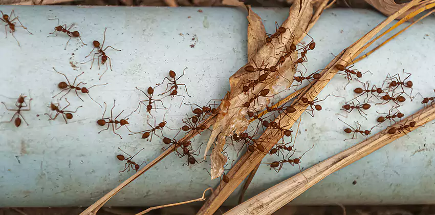 Fire Ant Extermination in Yards, Parks, and Outdoor Spaces Grand Prairie, TX
