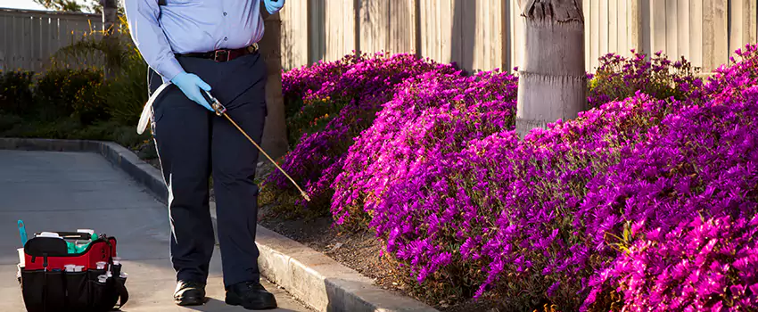 Pest Extermination for Bedrooms in Grand Prairie, TX