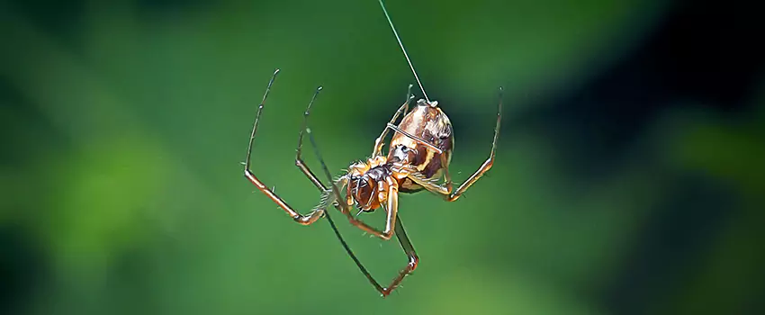 Spider and Mosquito Control Solutions Grand Prairie, TX