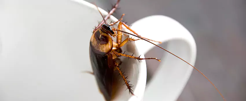 cockroach-treatment in Grand Prairie, TX