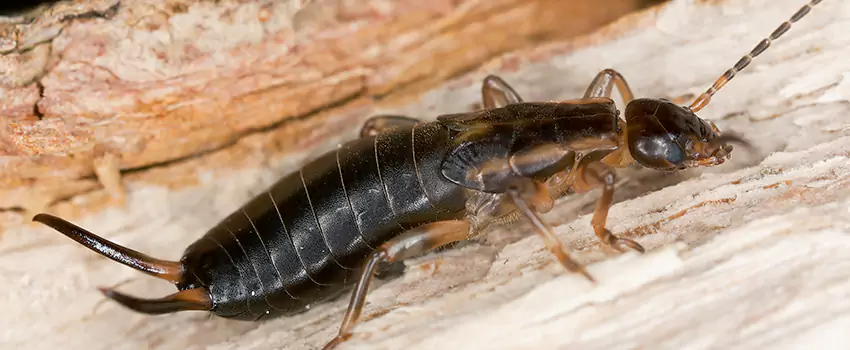 earwig-control in Grand Prairie, TX