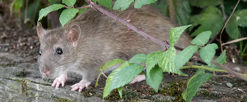 mice-control in Grand Prairie, TX