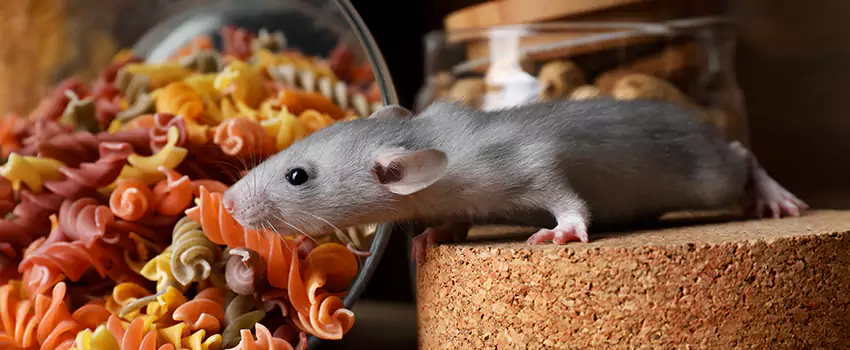 mouse-exterminator in Grand Prairie, TX