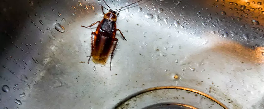 roach-control in Grand Prairie, TX