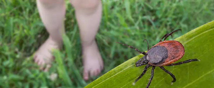 tick-treatment-for-yard in Grand Prairie, TX