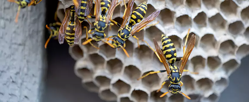 wasp-pest-control in Grand Prairie, TX