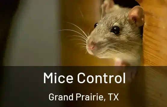  Mice Control Grand Prairie, TX