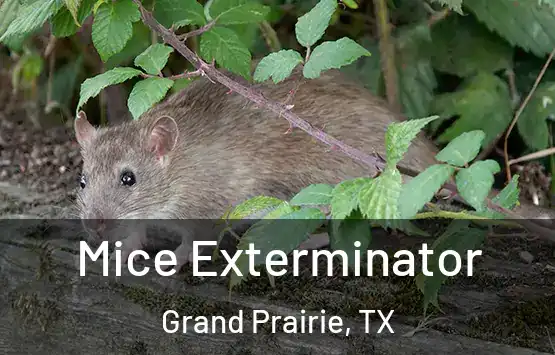  Mice Exterminator Grand Prairie, TX