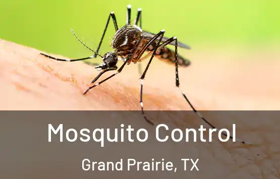  Mosquito Control Grand Prairie, TX