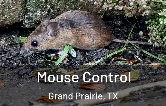  Mouse Control Grand Prairie, TX