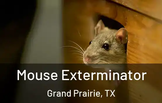  Mouse Exterminator Grand Prairie, TX