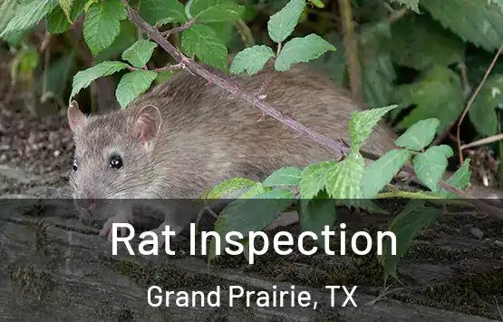  Rat Inspection Grand Prairie, TX