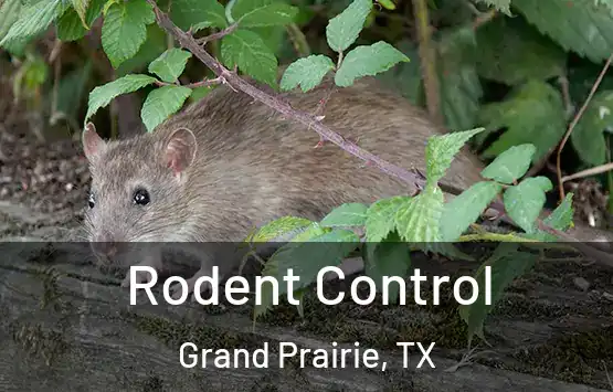  Rodent Control Grand Prairie, TX