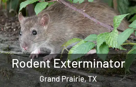  Rodent Exterminator Grand Prairie, TX