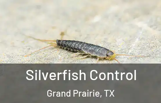  Silverfish Control Grand Prairie, TX