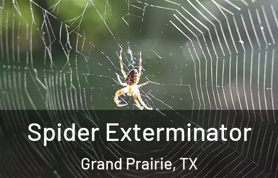  Spider Exterminator Grand Prairie, TX