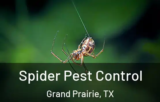  Spider Pest Control Grand Prairie, TX