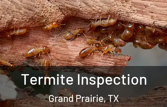  Termite Inspection Grand Prairie, TX