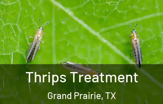  Thrips Treatment Grand Prairie, TX
