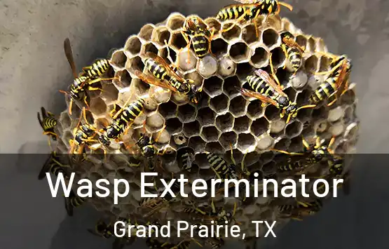  Wasp Exterminator Grand Prairie, TX