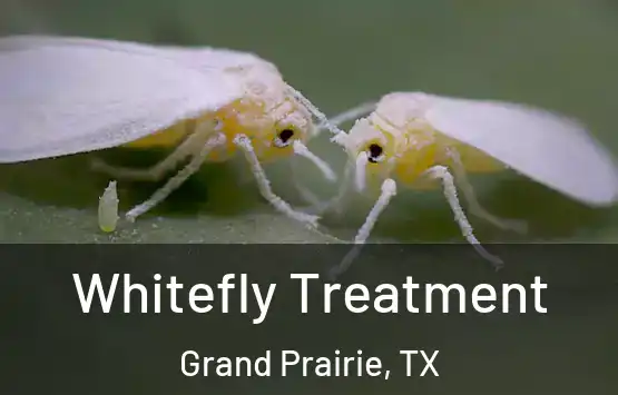  Whitefly Treatment Grand Prairie, TX