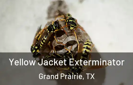  Yellow Jacket Exterminator Grand Prairie, TX
